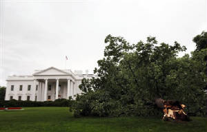 6-9-2009 Linden Tree falling in from of White House (AP Photo)
