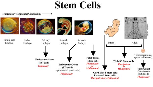 stemcells.jpg